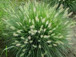 Rozplenica japońska HAMELN Pennisetum alopecuroides Piórkówka /C2 *K5