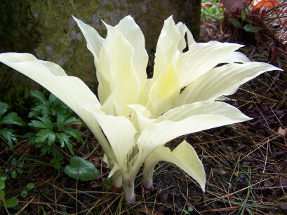 Hosta WHITE FEATHER  Funkia /P11(C3) *T46