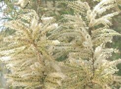 Tamaryszek biały HULSDONK WHITE® Tamarix ramosissima C5/1,2-1,4m *K14