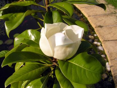 Magnolia grandiflora VICTORIA  Magnolia wielkokwiatowa Zimozielona - balot/1,3-1,5m *K8