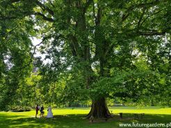 Platan klonolistny f.krzewiasta Platanus acerifolia Platanus x hispanica C3/60 *T
