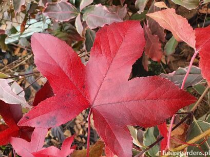 Ambrowiec wąskokolumnowy SLENDER SILOUETTE Liquidambar styraciflua C7,5/60-80cm *K8