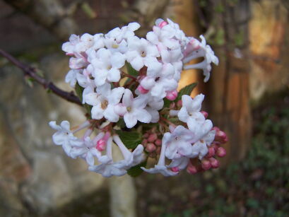 Kalina różowa DAWN Viburnum bodnantense C2/50cm *K12