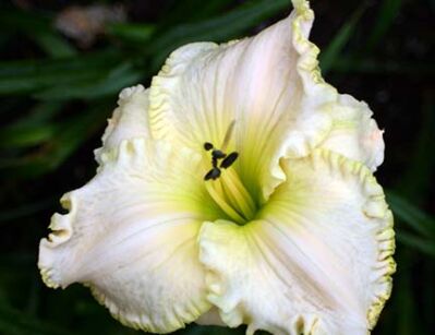 Liliowiec KNIGHTS IN WHITE SATIN Hemerocallis /P15