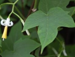 Alangium platanifolium C5/1,2m *K15