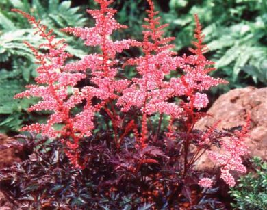 Tawułka KEY WEST Astilbe /C2