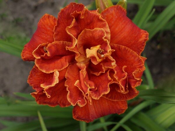 Liliowiec MOSES FIRE Hemerocalis hybrida /C3 