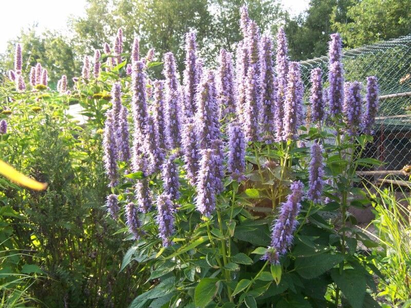 Kłosowiec fenkułowy FIOLETOWY Agastache foeniculum /C2 *T1