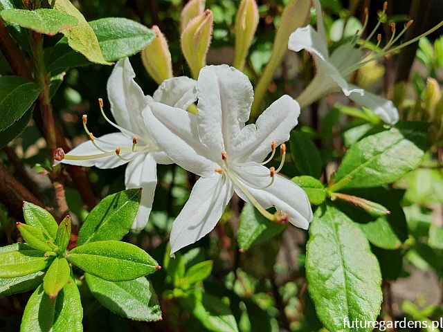 Rhododendron viscosum in.Azalia bagienna C2/20-30cm *T1