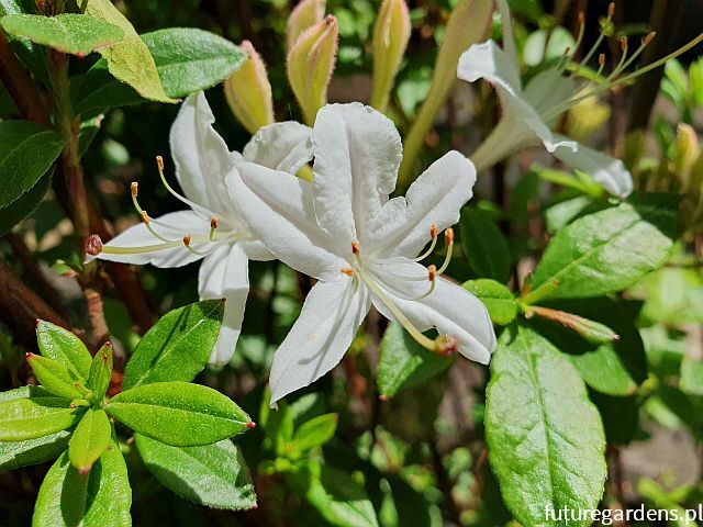 Rhododendron viscosum in.Azalia bagienna C2/20-30cm *K13