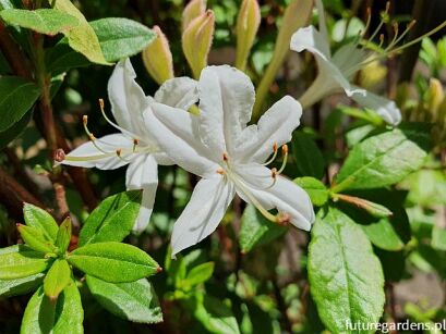 Rhododendron viscosum in.Azalia bagienna C5/60cm *K12