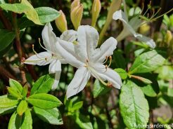 Rhododendron viscosum in.Azalia bagienna C2/20-30cm *T1