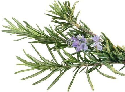 Rozmaryn lekarski w donicy Rosmarinus officinalis /C3