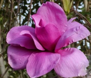 Magnolia x PURPLE SENSATION (Lanarth x Nigra)