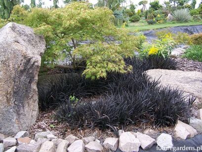 Ophiopogon planiscapus NIGER syn.'Black Dragon' Czarna trawa /P11 *K8