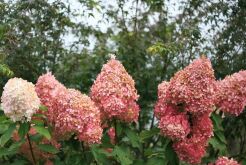 Hortensja bukietowa MEGA PEARL na PNIU Hydrangea paniculata 