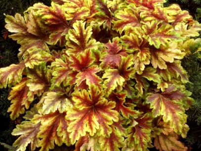 Żurawka GOLDEN ZEBRA Heuchera /C2,5