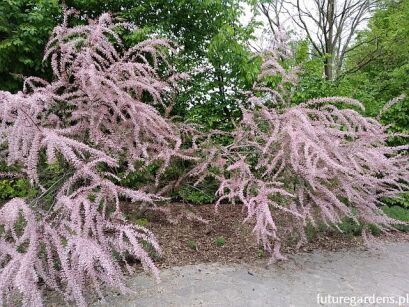 Tamaryszek czteropręcikowy Tamarix tetrandra C5/100cm *K6