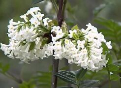 Lilak pierzasty Syringa pinnatifolia C5/40-60cm *23K