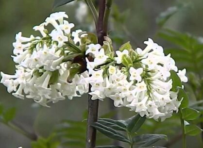 Lilak pierzasty Syringa pinnatifolia C5/30-50cm *K17