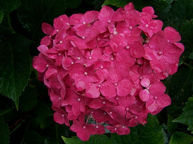 Hortensja ogrodowa Everbloom RED WONDER 'Red Ball' Hydrangea macrophylla /C7,5 *T38