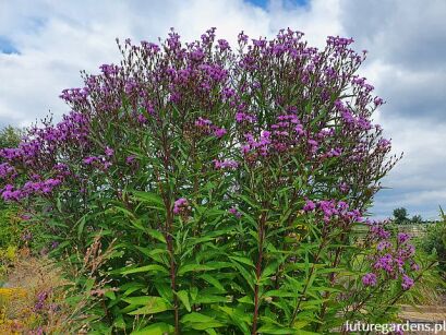 Wernonia włosista MAMMUTH Vernonia crinita - 20 szt. nasion