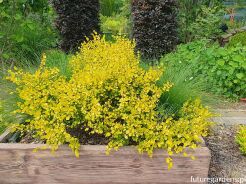 Brzoza karłowa GOLDEN TREASURE® 4-letnia Betula nana C5/40-50cm *K6