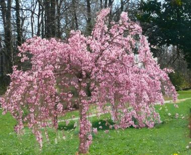 Wiśnia różowa AUTUMNALIS ROSEA na PNIU Prunus x subhirtella - drzewko/C10/Pa100(180)cm *PA