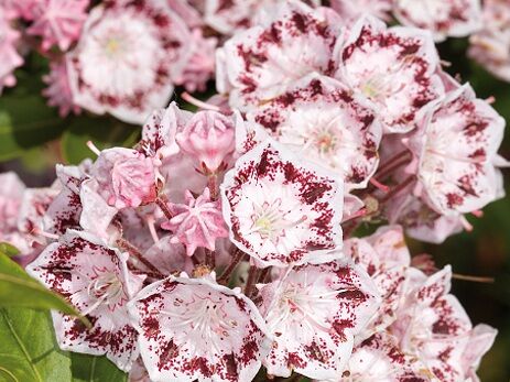 Kalmia szerokolistna GINKONA Kalmia latifolia C4/20-40cm *15T