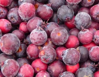 Świdośliwa olcholistna PINK FRUIT Amelanchier Lamarckii alnifolia