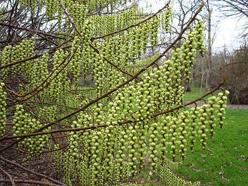 Stachiurek chiński JOY FOREVER Stachyurus chinensis C3/30-40cm *12