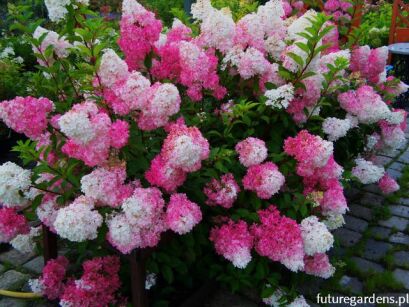 Hortensja bukietowa 'Renhy' VANILLE FRAISE Hydrangea paniculata /C2-C3 *K18