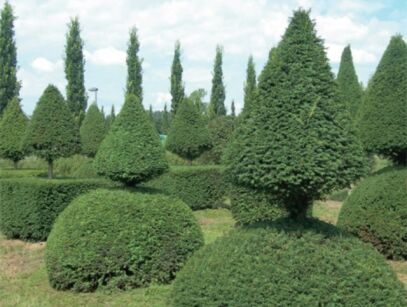 Cis kolumnowy COLUMNARIS Taxus cuspidata C2/30cm