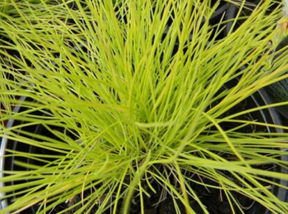 Kostrzewa GOLDEN TOUPEE  Festuca glauca /P12