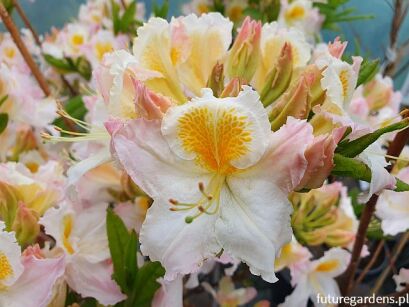 Azalia knap-hill 'Möwe' na PNIU Rhododendron C6/Pa60(100-120)cm *TP