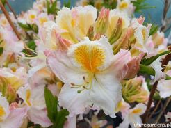 Azalia knap-hill 'Möwe' na PNIU Rhododendron C6/Pa60(130)cm *K14