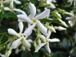 Jaśmin gwiazdkowy WATERWHEEL Trachelospermum jasminoides C2/80cm *9