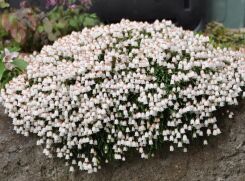 Kasiopeja widłakowata Cassiope lycopodioides /P10 *K14