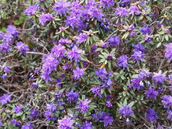 Różanecznik czerwieniejący Rhododendron russatum C4/30cm *K14