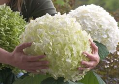 Hortensja drzewiasta STRONG ANNABELLE 'Abetwo' Hydrangea arborescens /C5 *K14