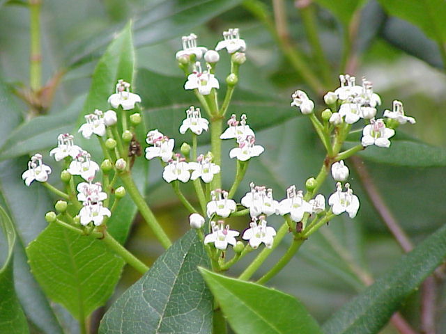  Viburnum globosum JERMYNS GLOBE Kalina C2/30-40cm *T57