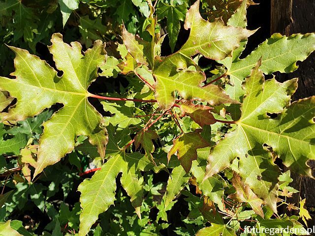 Klon mandżurski Acer pictum C5/40-60cm *K15w16