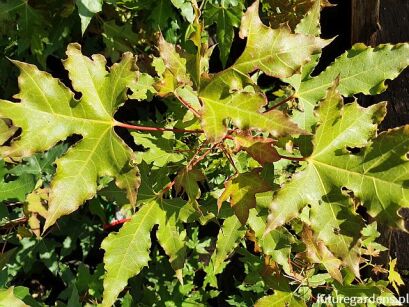Klon mandżurski Acer pictum C5/40-60cm *K15w16