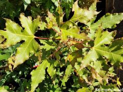 Klon mandżurski Acer pictum C5/40-60cm *K15w16