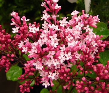 Lilak TINKERBELLE® 'Bailbelle' Syringa C5/60cm *K8