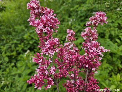 Lilak TINKERBELLE® 'Bailbelle' Syringa C5/80-100cm *K13