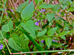 Tarczyca bocznokwiatowa Scutellaria lateriflora /P9 *7