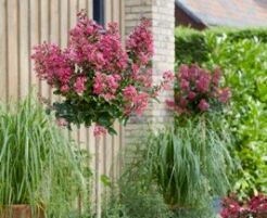 Lagerstroemia indica BERRY DAZZLE® 'Gamad VI' na PNIU Bez południa C15/Pa80(110)cm *K10