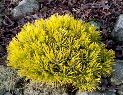 Kosodrzewina WINTER GOLD Pinus mugo C3/20cm *4
