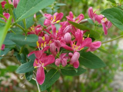 Suchodrzew tatarski HACK'S RED  Lonicera tatarica C2/40cm